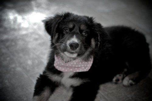 Millie, the Wonder Pup...