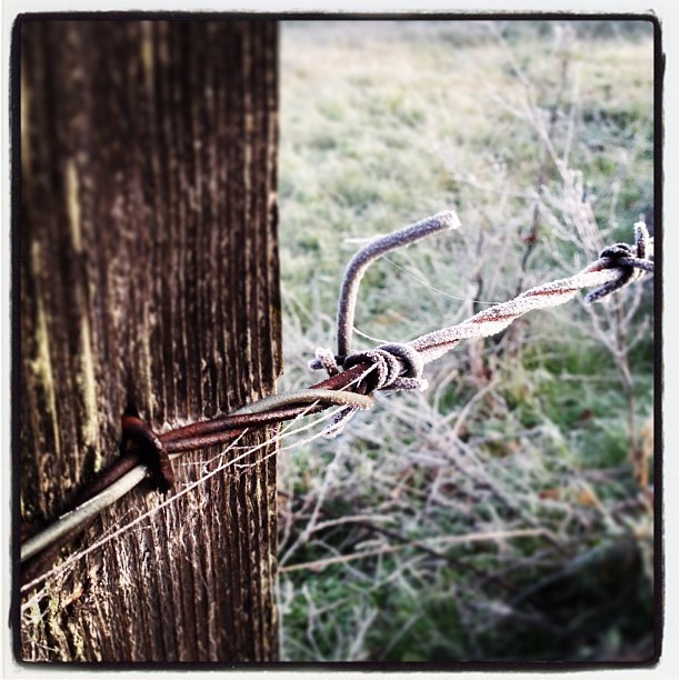 Frosty Barb Wire